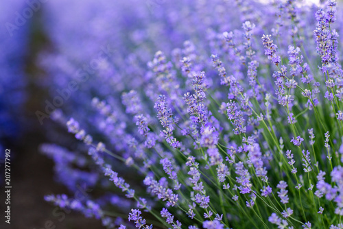 Beautiful Lavender Flower Close Up, Fragrant Purple Lavender Blossom in Bloom, Aromatic Medicinal Plant, Summer Garden Floral Nature Background