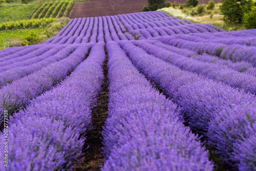 Beautiful Lavender Flower Close Up, Fragrant Purple Lavender Blossom in Bloom, Aromatic Medicinal Plant, Summer Garden Floral Nature Background