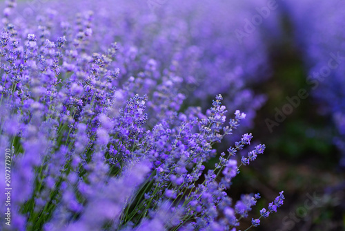 Beautiful Lavender Flower Close Up, Fragrant Purple Lavender Blossom in Bloom, Aromatic Medicinal Plant, Summer Garden Floral Nature Background