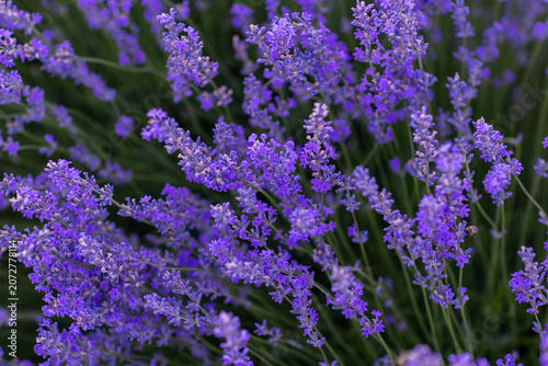 Beautiful Lavender Flower Close Up, Fragrant Purple Lavender Blossom in Bloom, Aromatic Medicinal Plant, Summer Garden Floral Nature Background