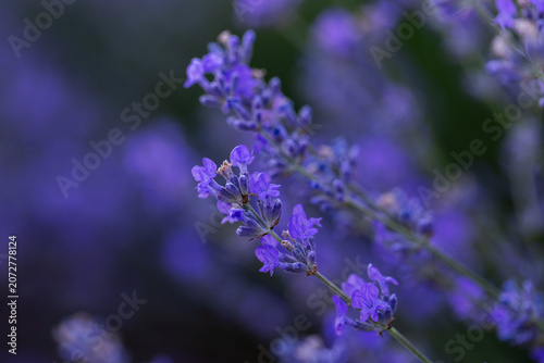 Beautiful Lavender Flower Close Up, Fragrant Purple Lavender Blossom in Bloom, Aromatic Medicinal Plant, Summer Garden Floral Nature Background