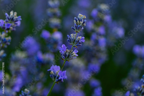 Beautiful Lavender Flower Close Up, Fragrant Purple Lavender Blossom in Bloom, Aromatic Medicinal Plant, Summer Garden Floral Nature Background
