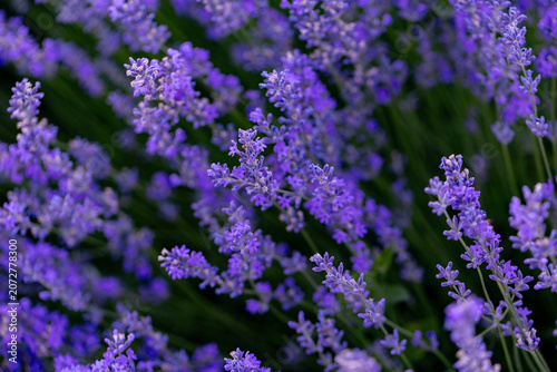 Beautiful Lavender Flower Close Up, Fragrant Purple Lavender Blossom in Bloom, Aromatic Medicinal Plant, Summer Garden Floral Nature Background