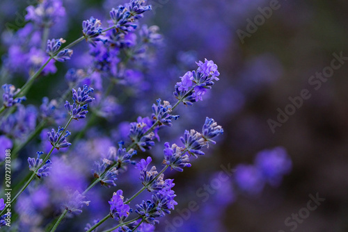 Beautiful Lavender Flower Close Up, Fragrant Purple Lavender Blossom in Bloom, Aromatic Medicinal Plant, Summer Garden Floral Nature Background