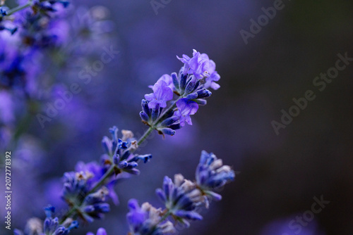 Beautiful Lavender Flower Close Up, Fragrant Purple Lavender Blossom in Bloom, Aromatic Medicinal Plant, Summer Garden Floral Nature Background