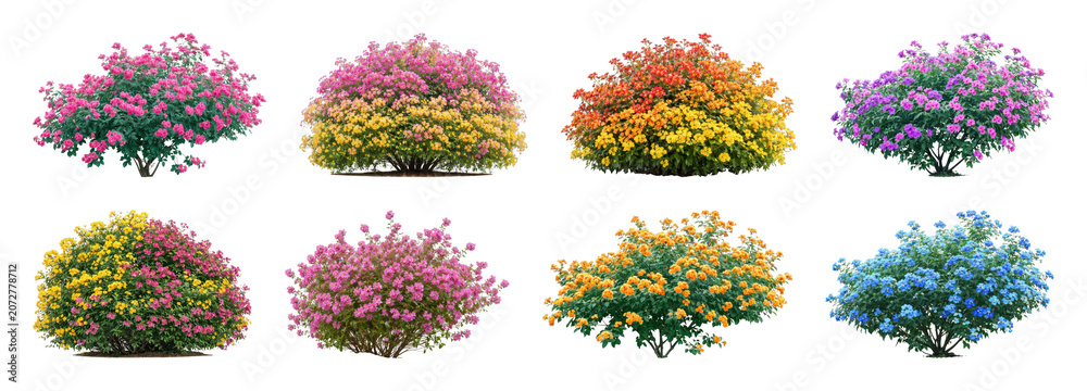 Obraz premium PNG Colorful lantana flower bushes in vibrant garden display, transparent background
