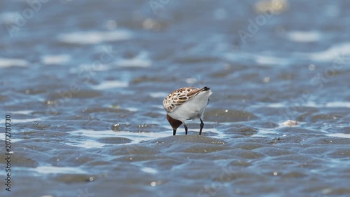 採餌する夏羽のトウネン