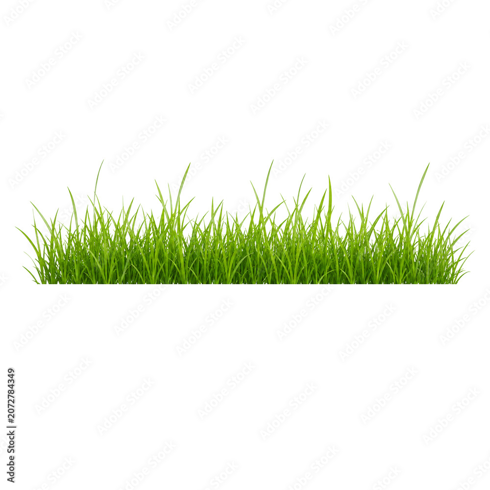 Fototapeta premium green grass on white background