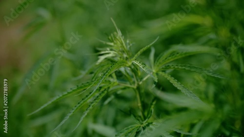 Cannabis leaves and fresh new growth captured in natural light with shallow depth of field. Botanical, agricultural and medicinal plant concept. 4K.