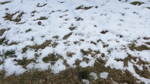 Patchy Melting Snow on Grass