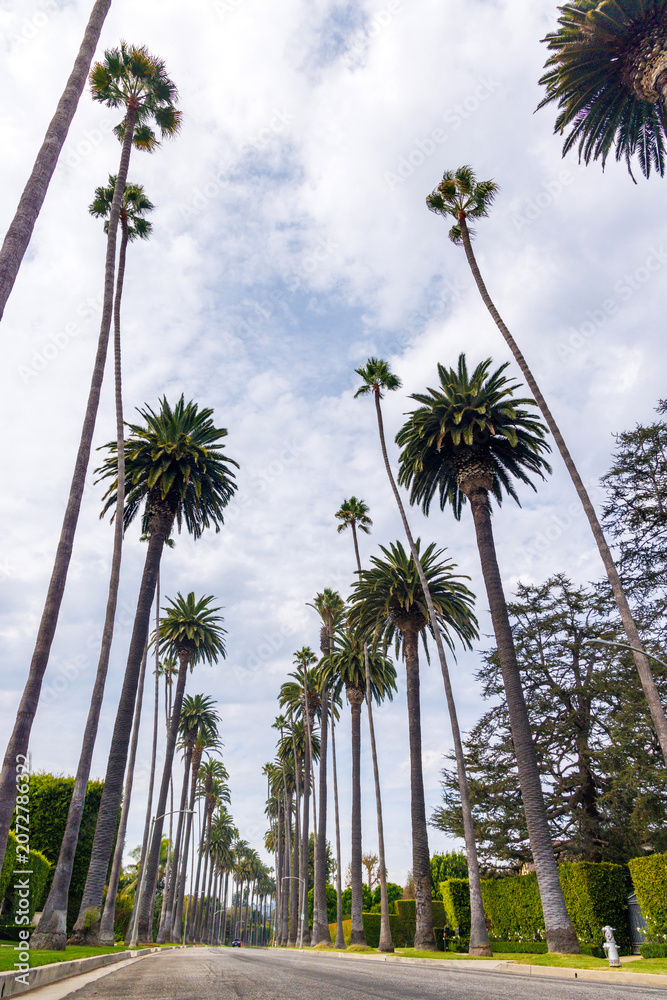 Fototapeta premium Tall palm trees and winding road in Beverly Hills