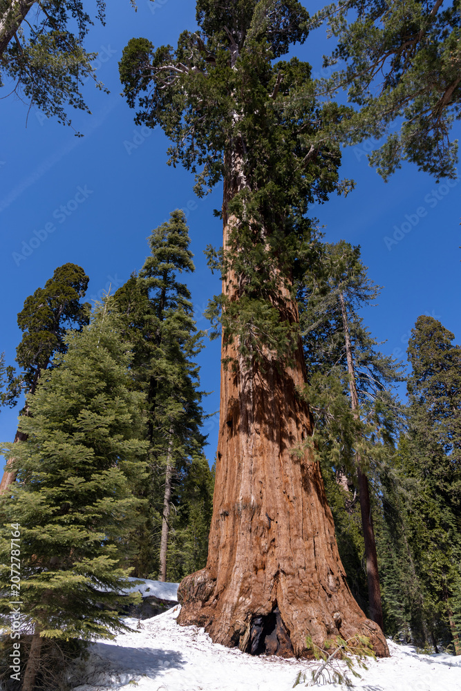 Fototapeta premium Giant sequoia tree with path in forest winter snow landscape