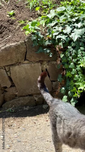 cat and animal