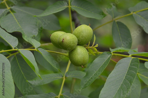 Bunch of green walnuts ripening on a tree branches with green leaves in summer garden. Nature, summer, walnut tree, harvest.