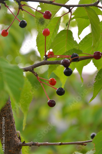 Ornamental cherry tree branches with ripen fruits and green leaves.Summer, nature , fruit trees, cherry harvest.