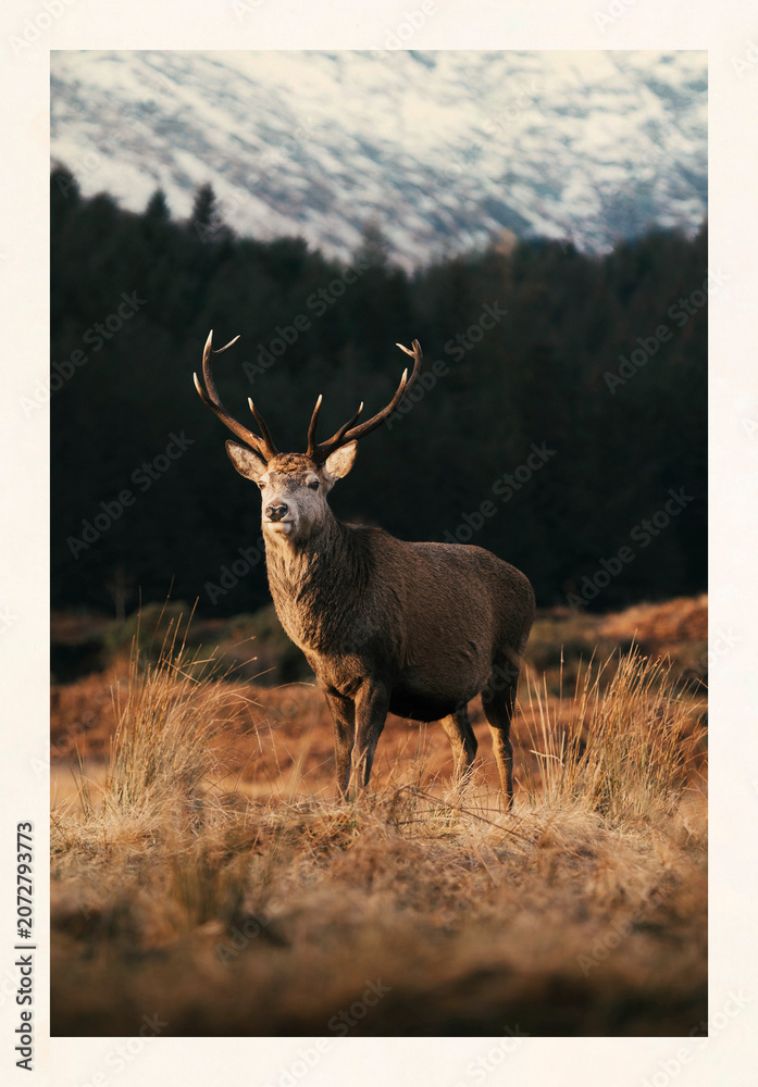 Obraz premium Majestic stag in serene mountain landscape poster design