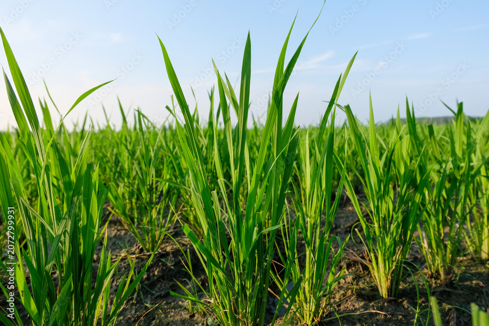 Obraz premium Rice Seedlings Close-Up in Yangzhou, Jiangsu, China (Shot on July 15)