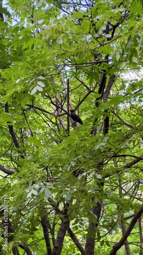 tree in the forest