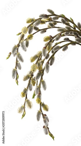 Graceful Curved Dried Willow Catkin Branch Isolated on White Background for Botanical Art Concept