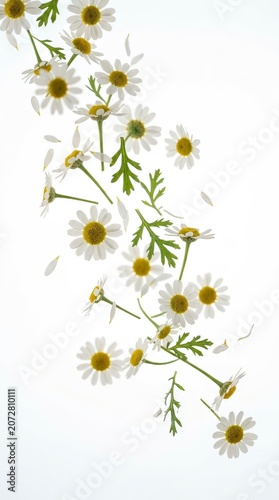 Delicate Wild Chamomile Flowers and Stems Scattered on White Background for Botanical Herbal Concept