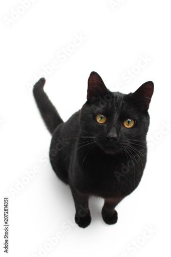 Fotografie A Black Cat Staring Wide-Eyed at the Camera on White Background
