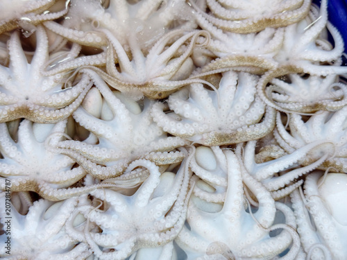Full frame of raw fresh baby octopus on ice background