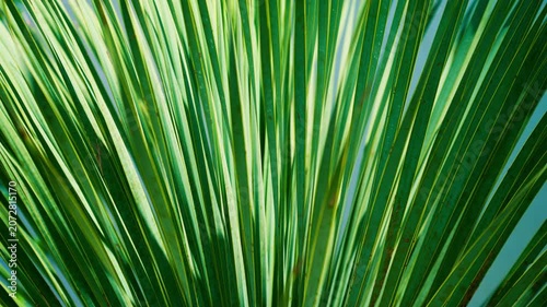 Green fan palm foliage moving in sunlight, exotic botanical texture and relaxing summer atmosphere, 4K