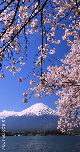 河口湖の桜と富士山　山梨県
