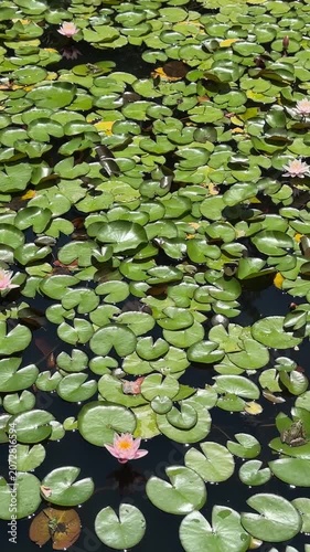 water lilies in the pond
