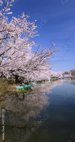 臥竜公園の桜並木と揺れる水面　長野県
