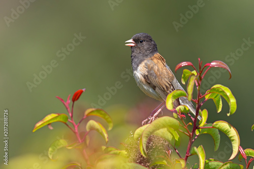 junko zwyczajny (Junco hyemalis)