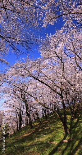 弘法山古墳の桜　長野県　パン映像
