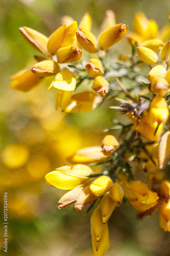Obraz premium Close-up of yellow flower cluster with shallow depth of field