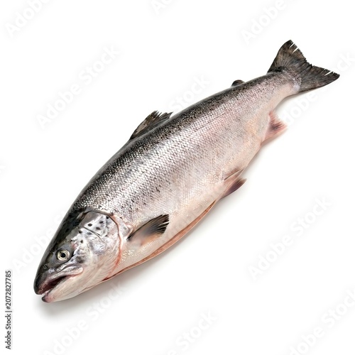Fresh Whole Raw Salmon Trout Fish Isolated on White Background