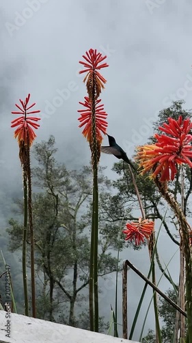 Tiny hummingbird hovering and drinking nectar from a red hot poker flower. Amazing wildlife scene in the misty cocora valley of colombia