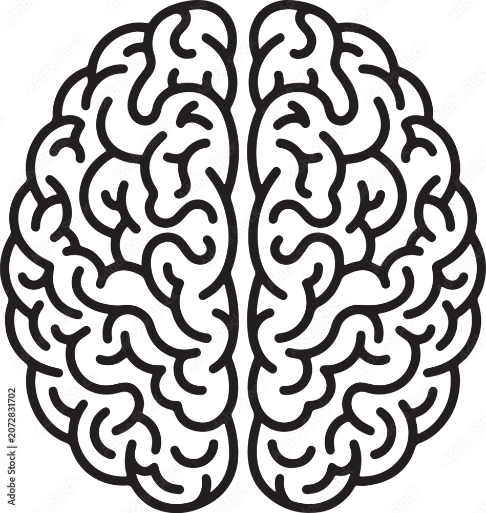 Fototapeta premium A black and white line of a human brain, showing the two hemispheres with detailed folds and gyri, isolated on a white background, also transparent background