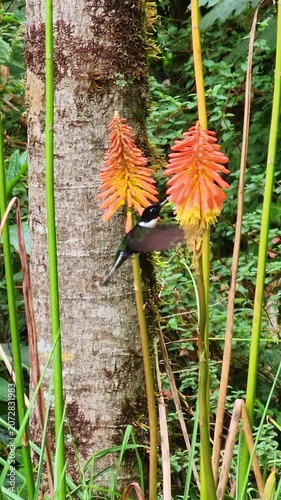 Stunning collared inca hummingbird hovering and collecting nectar from orange and yellow red hot poker flowers in a lush colombian forest