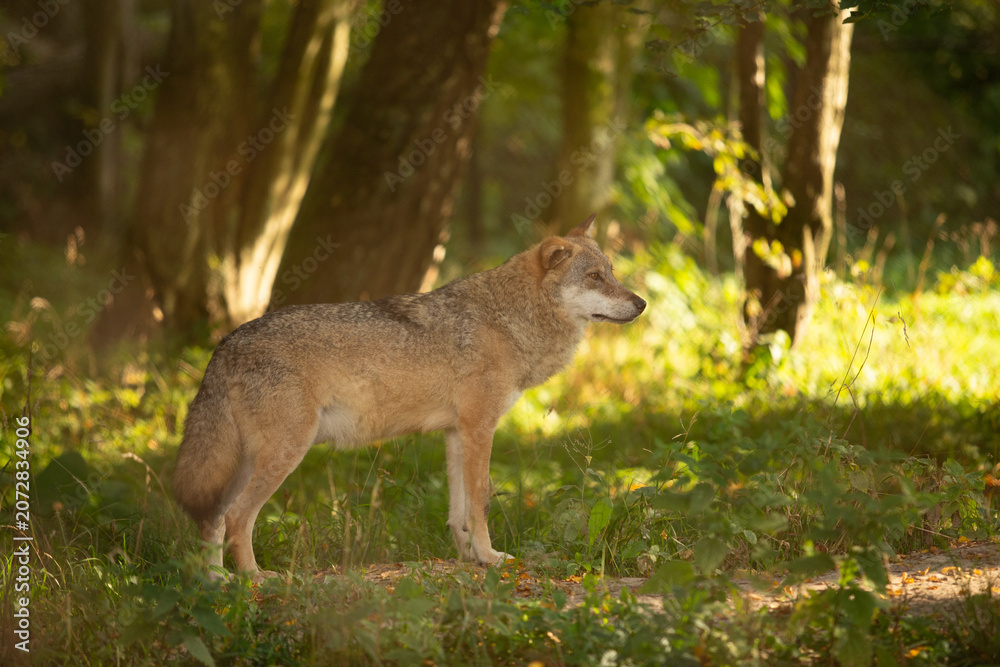 Obraz premium Wolf in the wild
