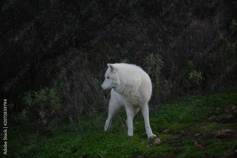 Obraz premium Wolf in the wild