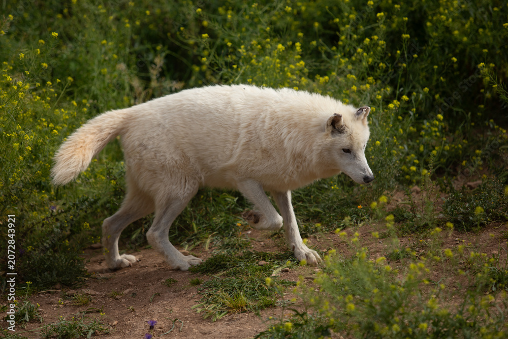 Obraz premium Wolf in the wild