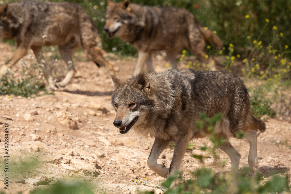 Fototapeta premium Wolf in the wild
