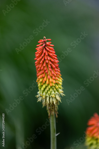 Kniphofia uvaria, torch lily or red hot poker plants blooming in a garden