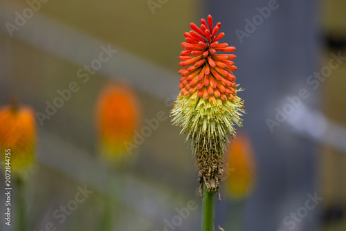 Kniphofia uvaria, torch lily or red hot poker plants blooming in a garden