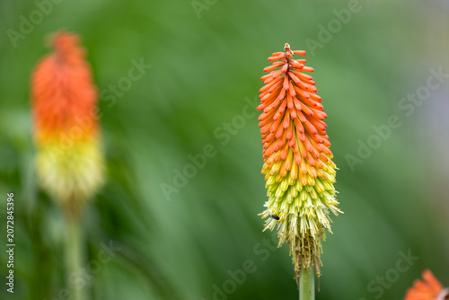 Kniphofia uvaria, torch lily or red hot poker plants blooming in a garden