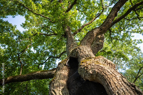 Εκτύπωση καμβά Old oak tree with hollow trunk protected by a metal mesh