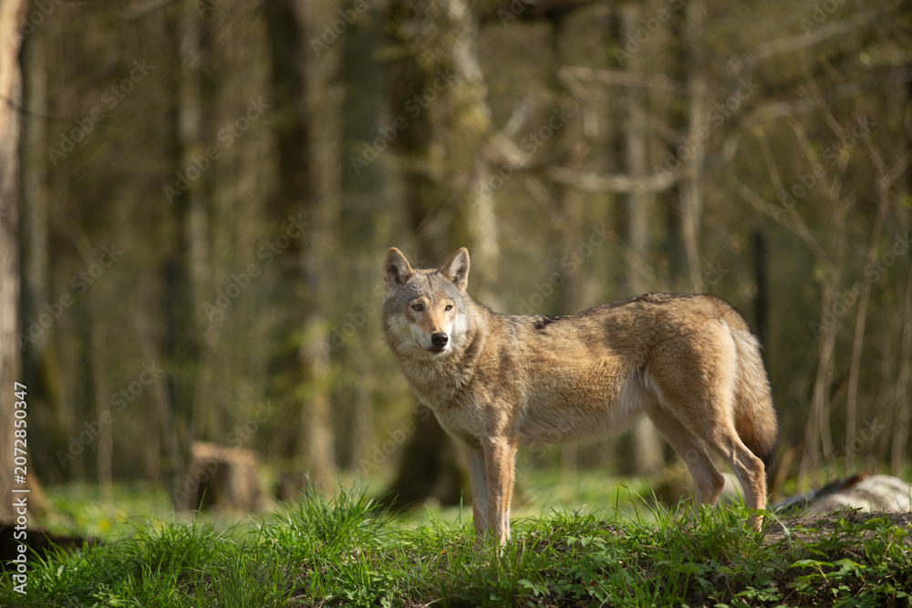 Fototapeta premium Wolf in the wild