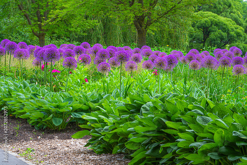 purple flowers in the park