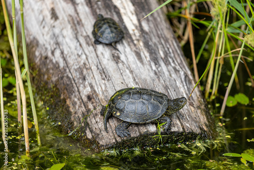 Two European pond turtles resting on a tree trunk that has fallen down in the pond