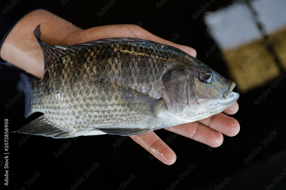 Fototapeta premium Man Holding a Large Fresh Tilapia Fish in a Fish Farm