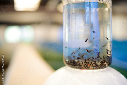 Принти на полотні Asian Seabass (Barramundi) Fingerlings in Hatchery Container for Aquaculture Bre